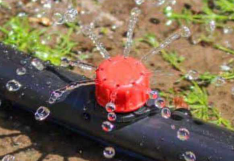 Button dripper irrigation - Image 2