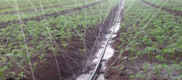 Rain hose irrigation - Image 2